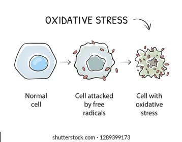 Oksidatiivinen stressi, jossa vapaat radikaalit tuhoavat solun rakenteita